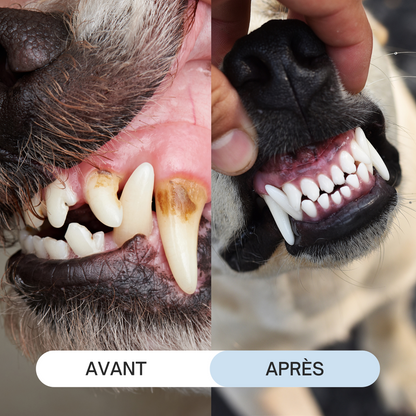 Brosse à Dents Stylo pour Animaux